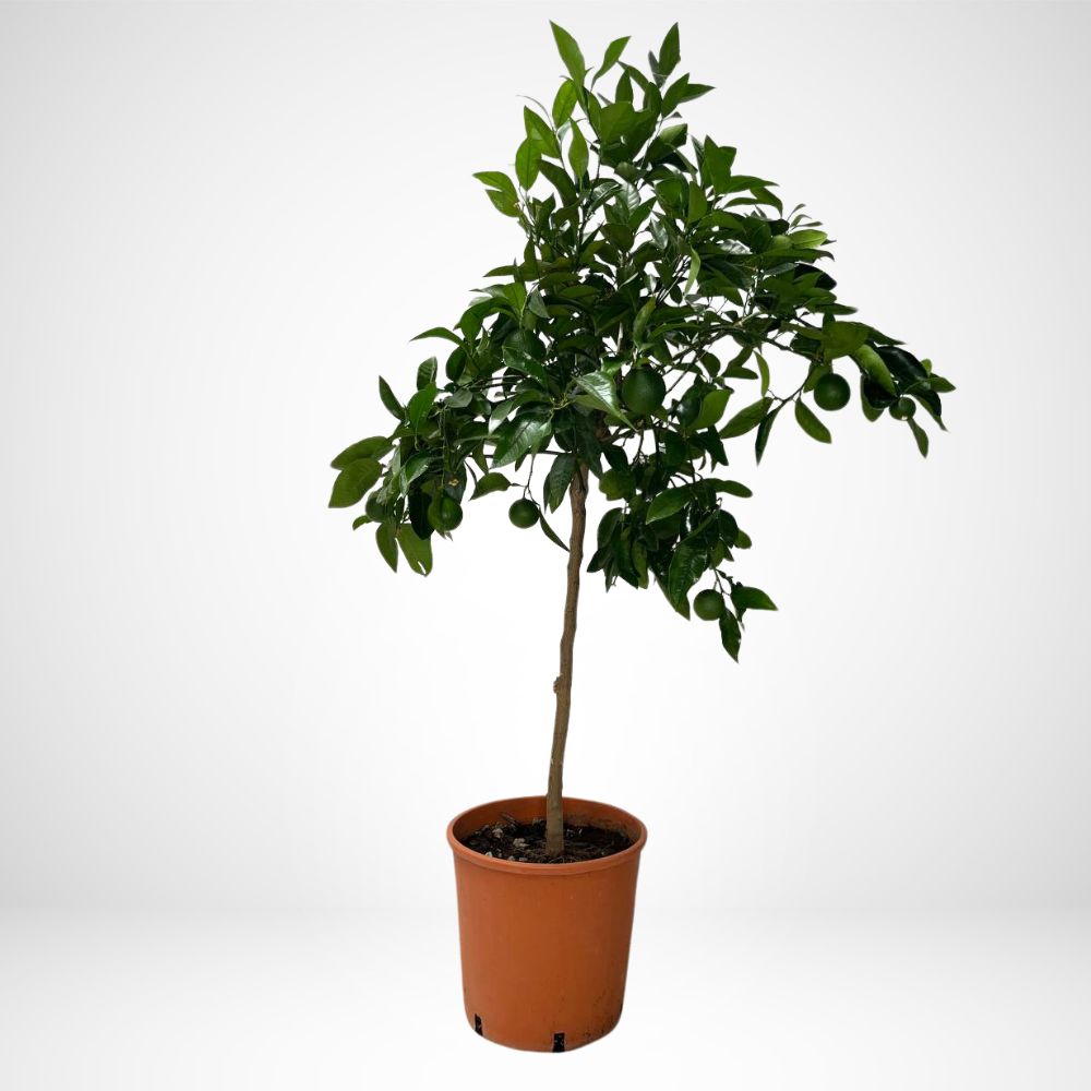 Citrus Clementina Ø28 (CLEMENTINO ALBERO)-2