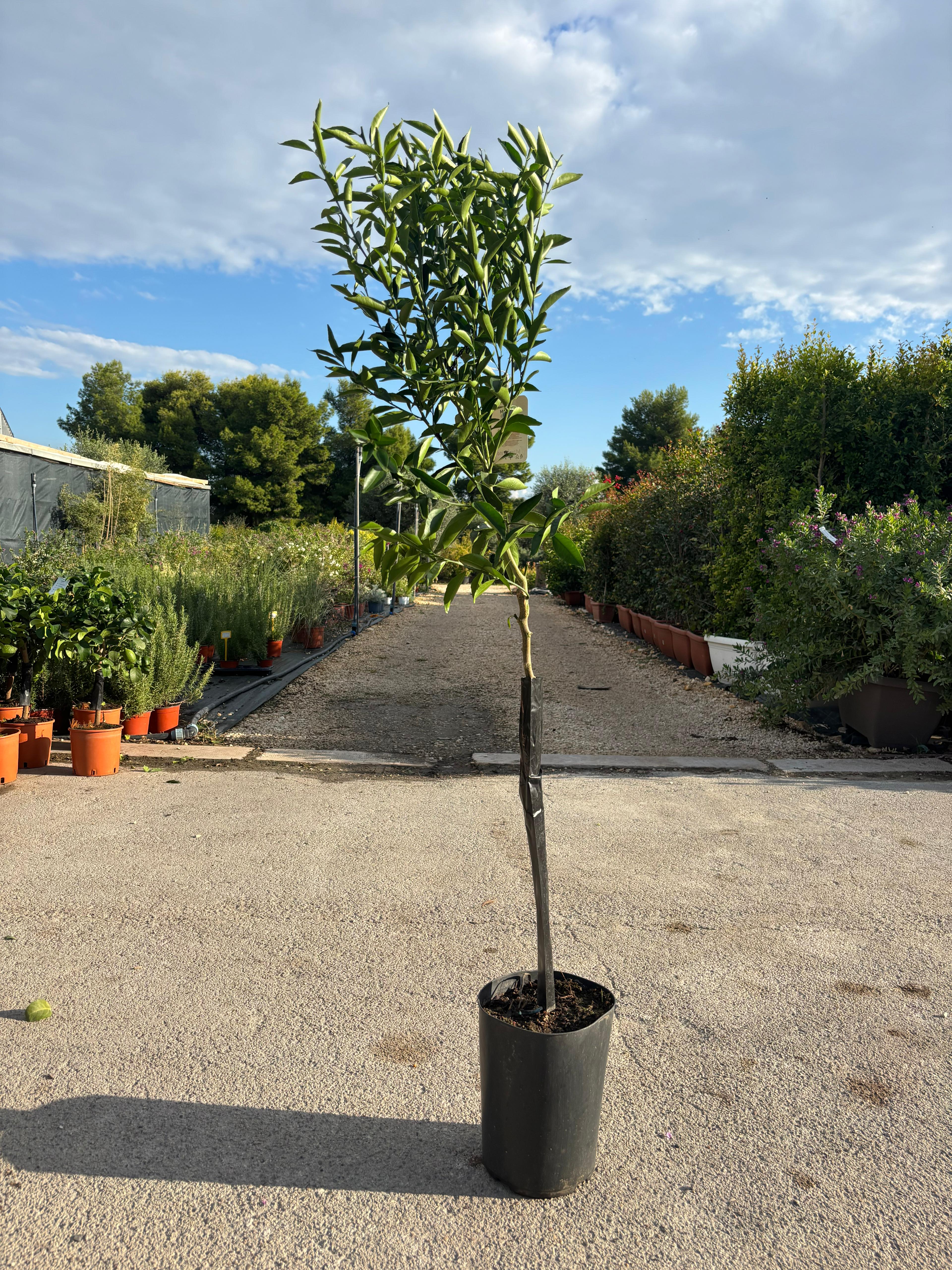 Citrus Clementina Ø20 (CLEMENTINO ALBERELLO)