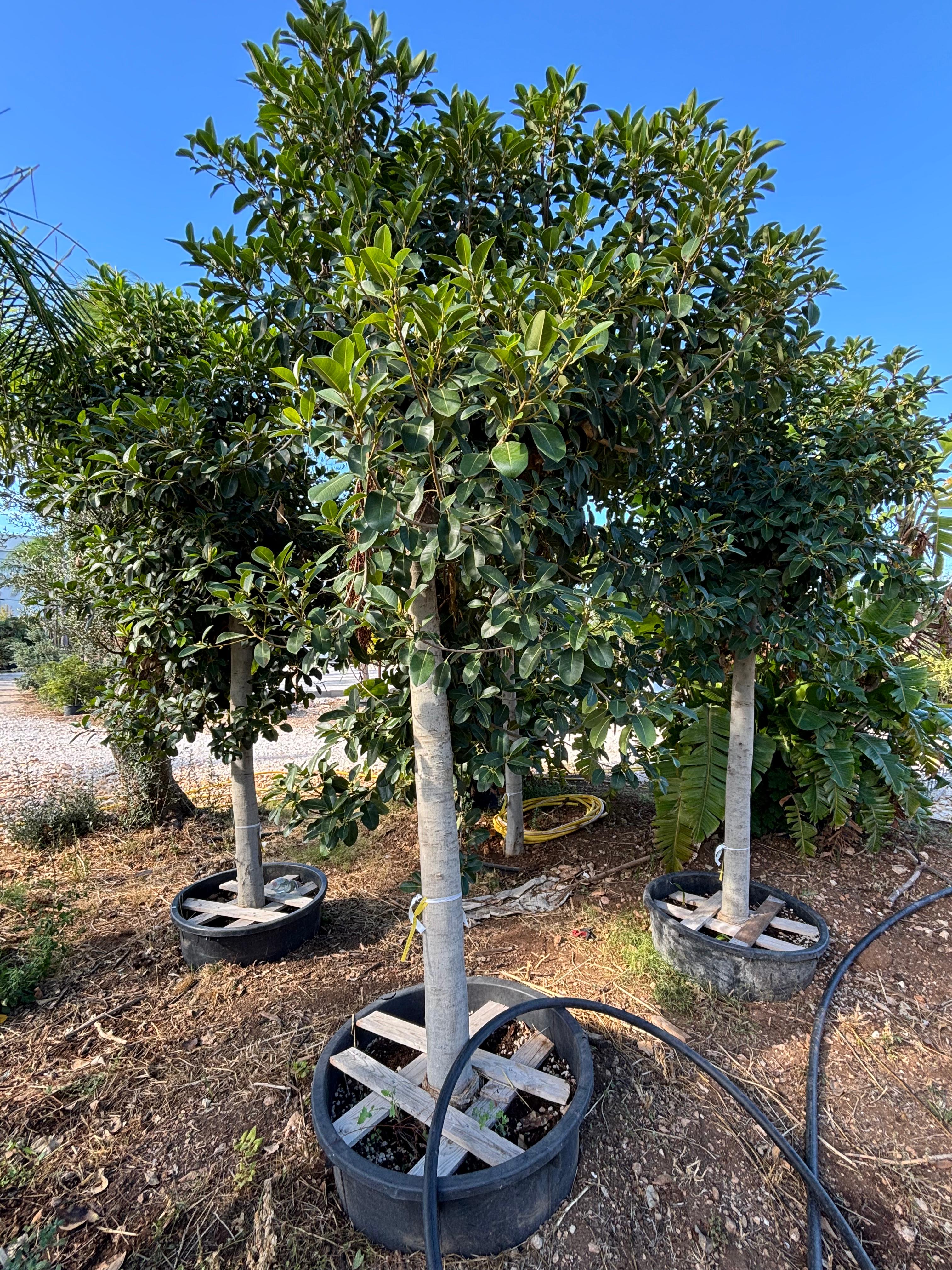 Ficus Rubiginosa (Ficus Australis) XXL  Ø 100cm, H 400cm