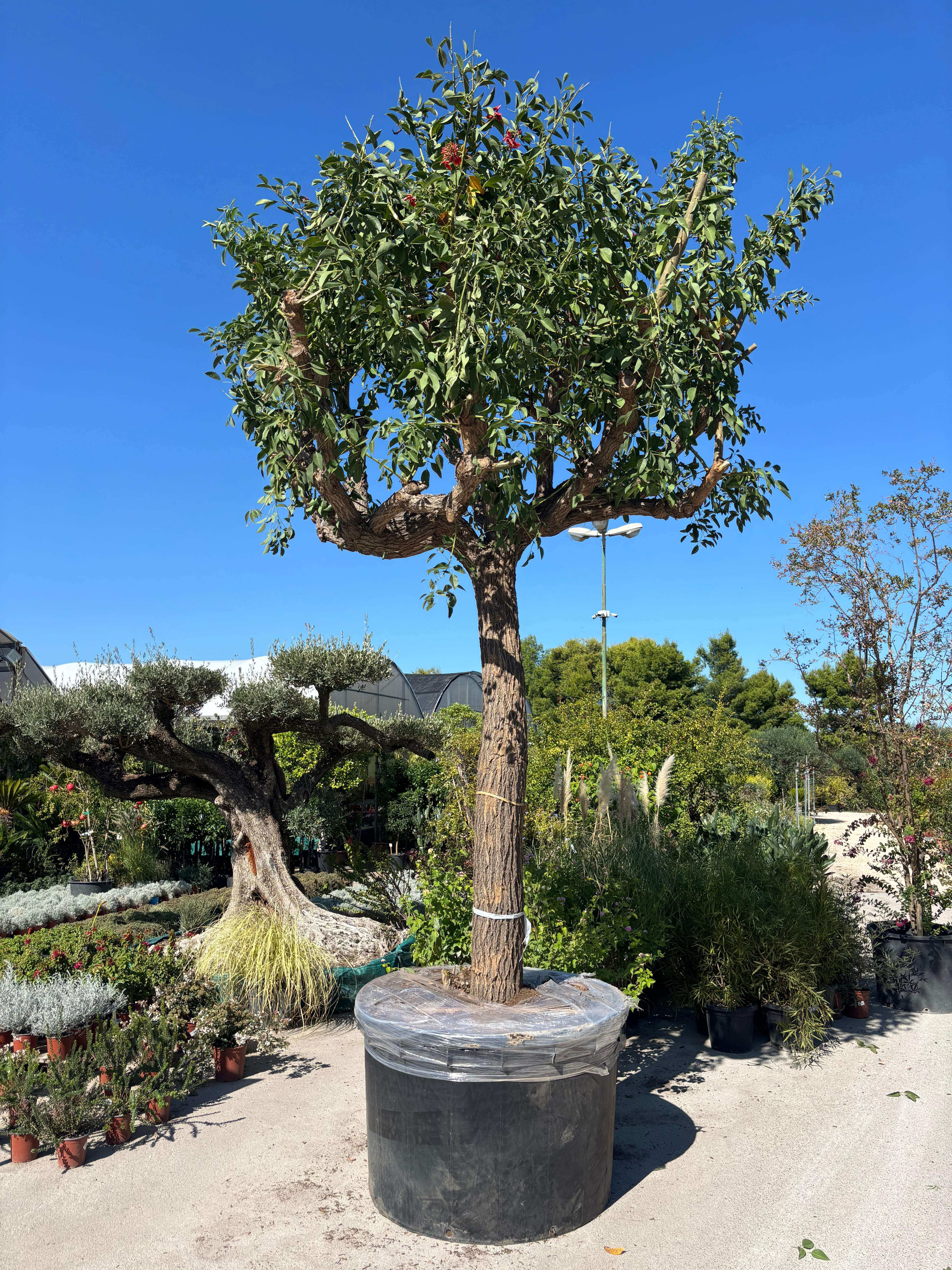 Erythrina crista-galli XXL , Ø 130cm, H 500cm