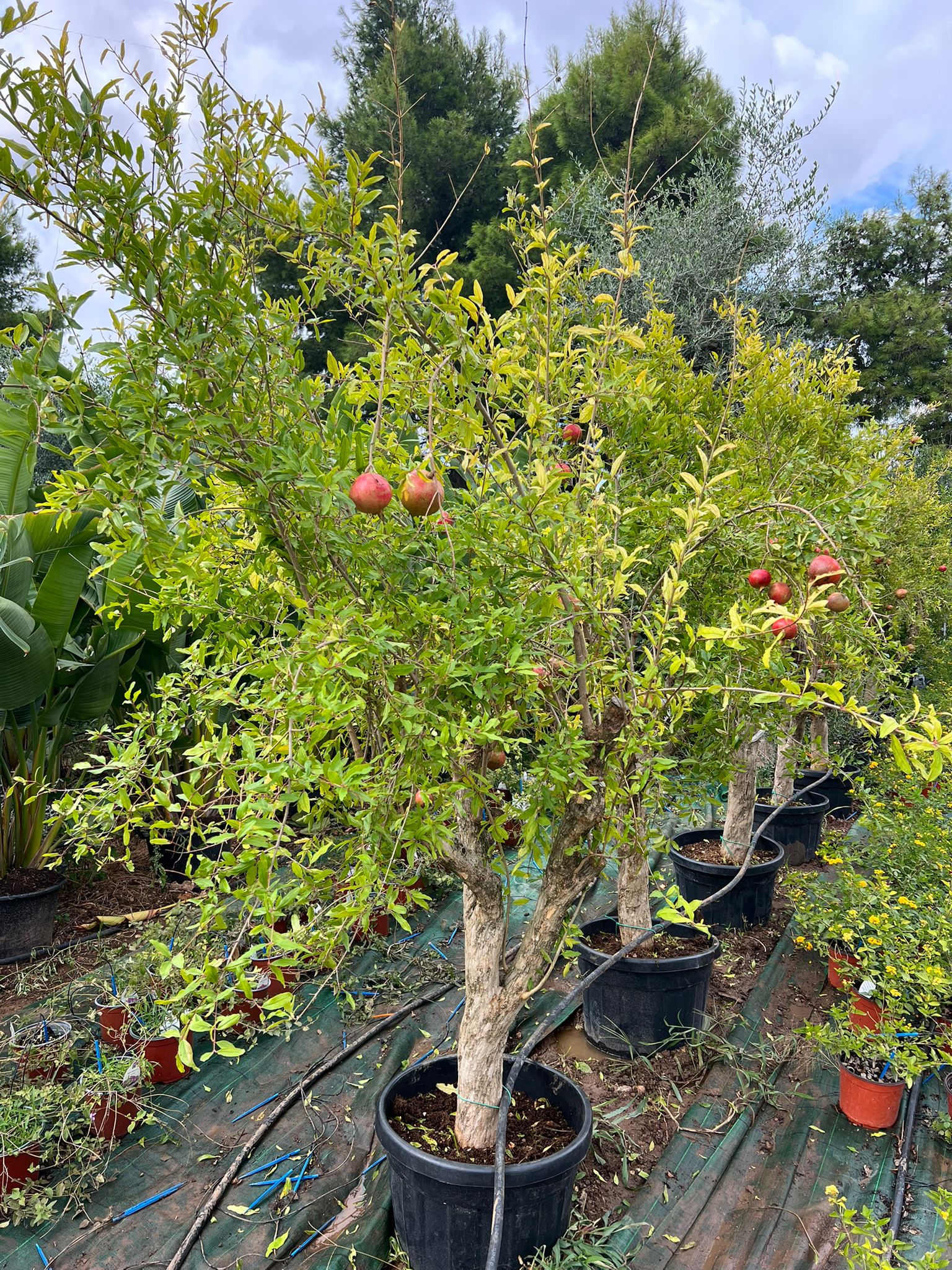 Albero di Melograno var. Wonderful (Punica granatum) Vaso Ø40cm, H 190cm 