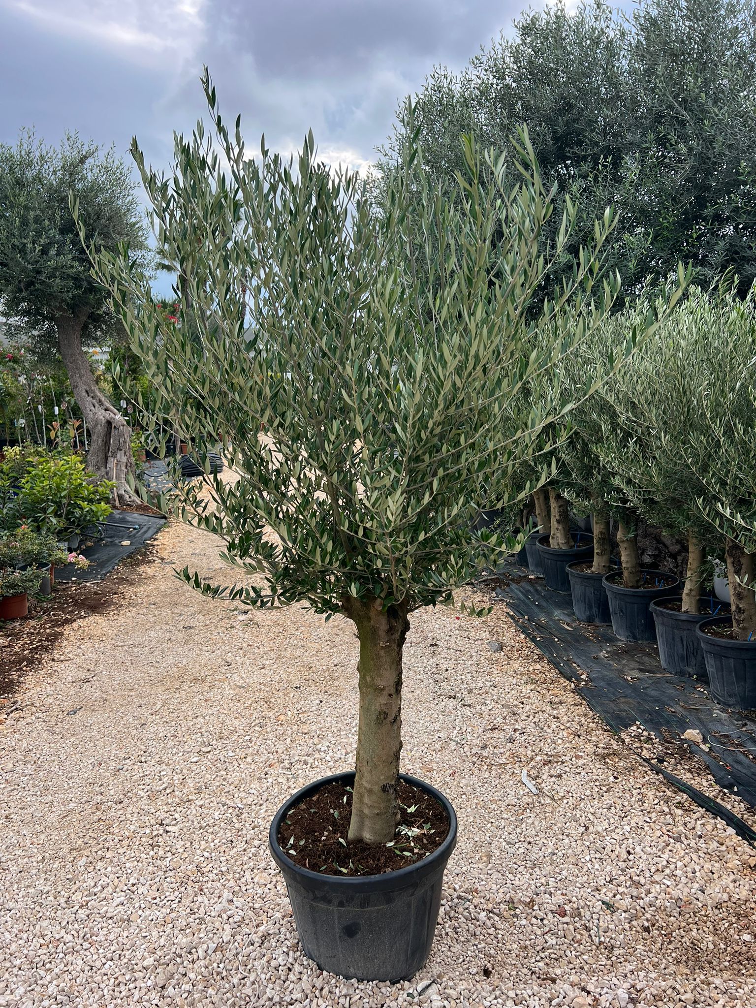Albero di Ulivo SPEDIZIONE GRATUITA (Olea Europea var.