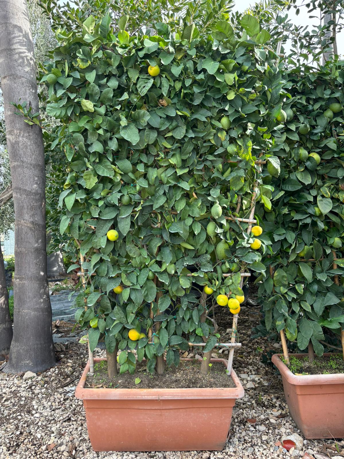 Limone a spalliera (Citrus x Limon) V.  40x 80cm, H 200cm 