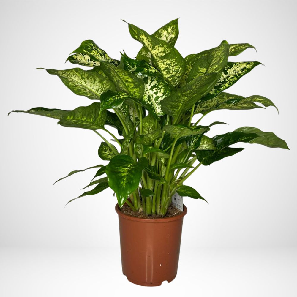 Dieffenbachia Ø18