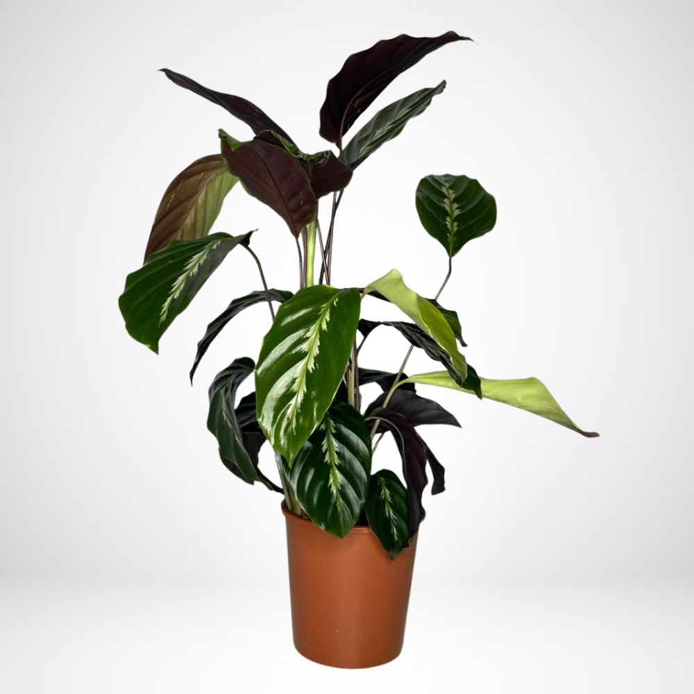 Calathea Maui Queen Ø12