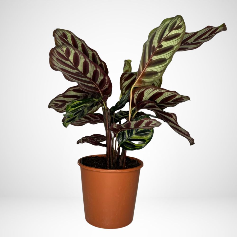 Calathea Makoyana Ø14 