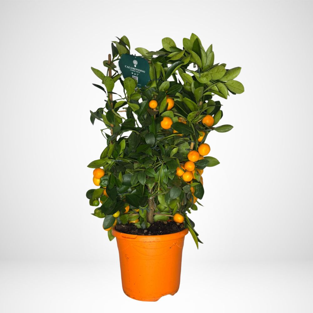 Citrus x Microcarpa Spalliera Mini (Calamondino)