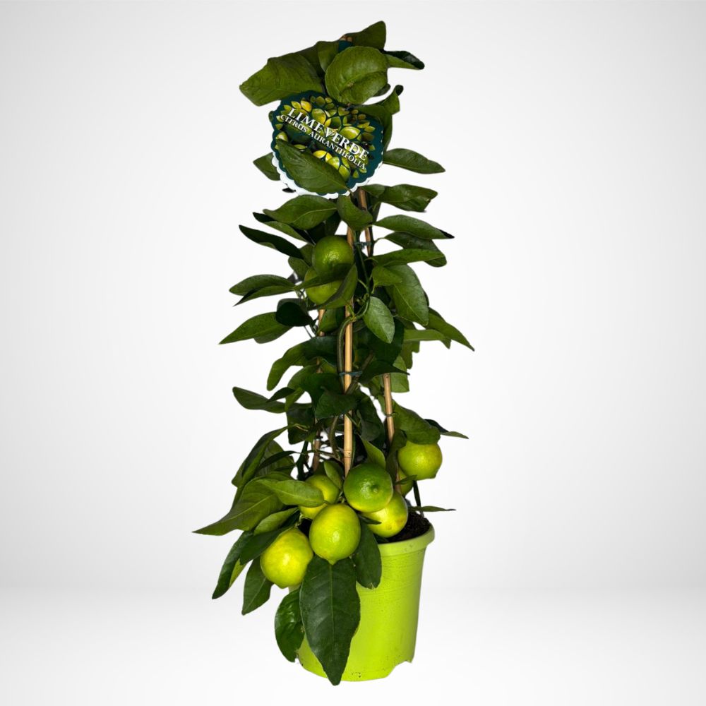 Citrus Aurantiifolia Piramide Mini (Lime Verde)