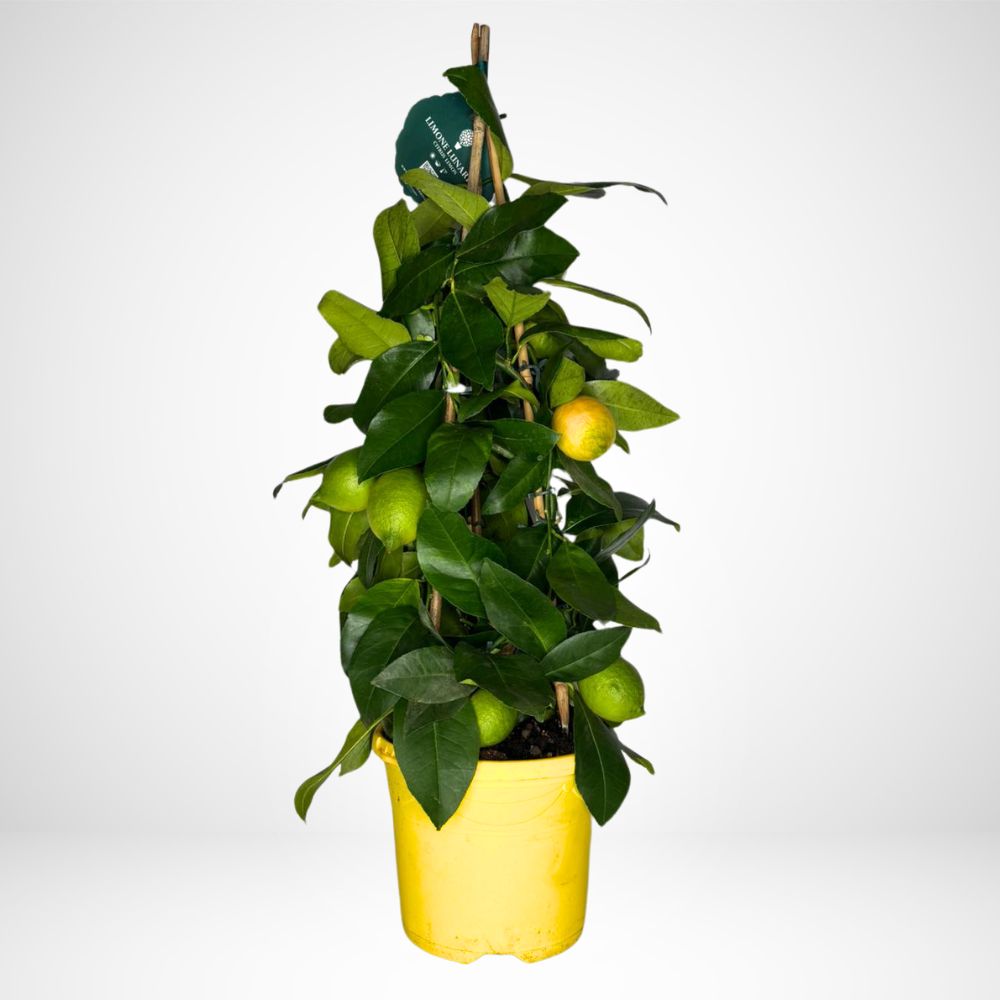 Citrus Limon Piramide Mini (Limone)