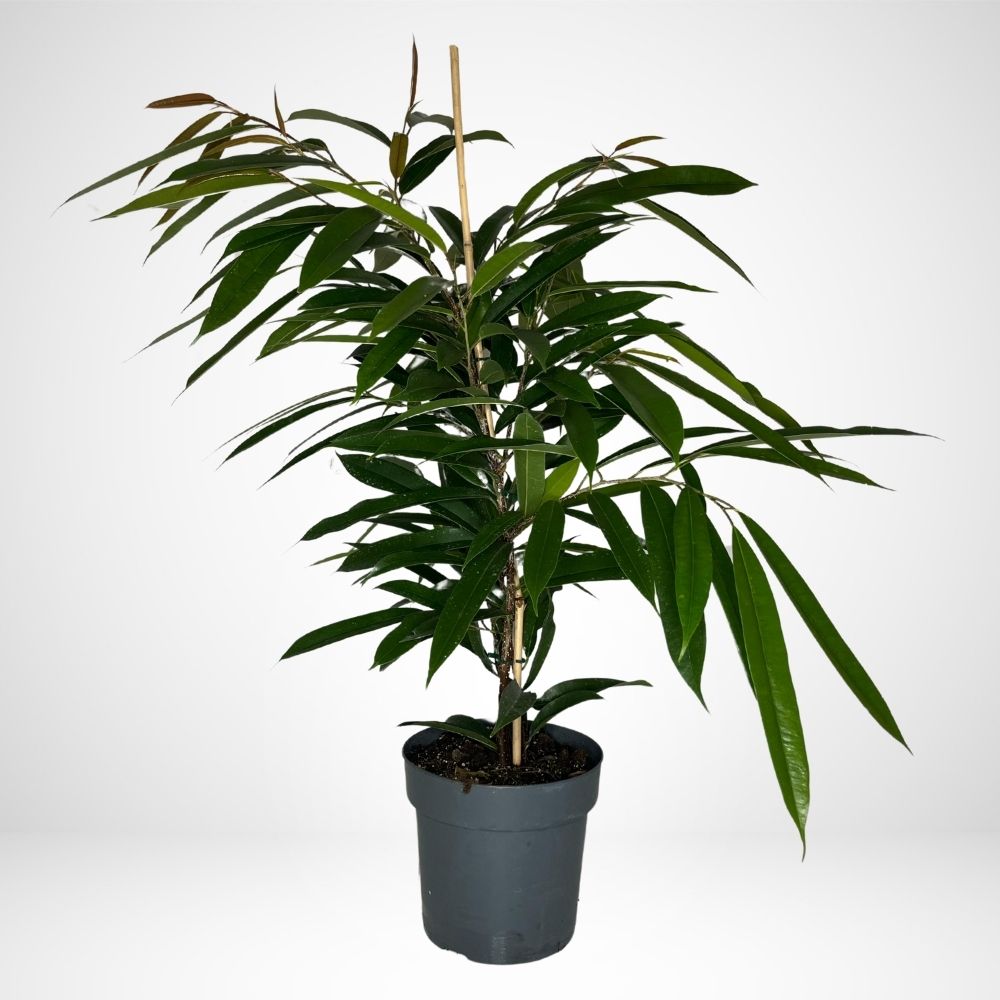 Ficus Amstel King Ø17