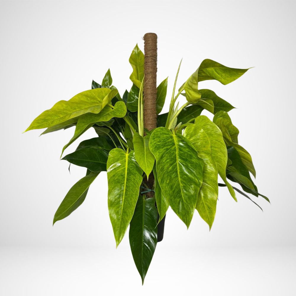 Philodendron Calkins Gold ø 21cm