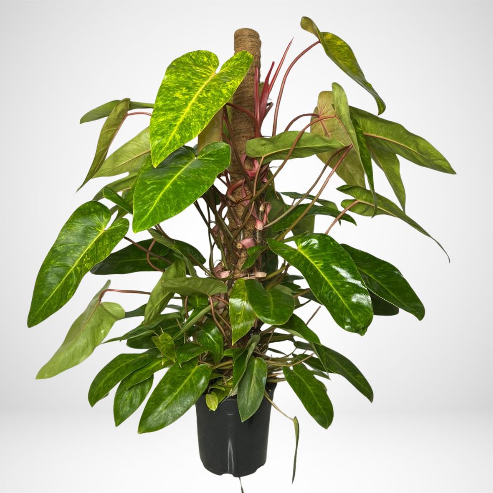 Philodendron Painted Lady ø21