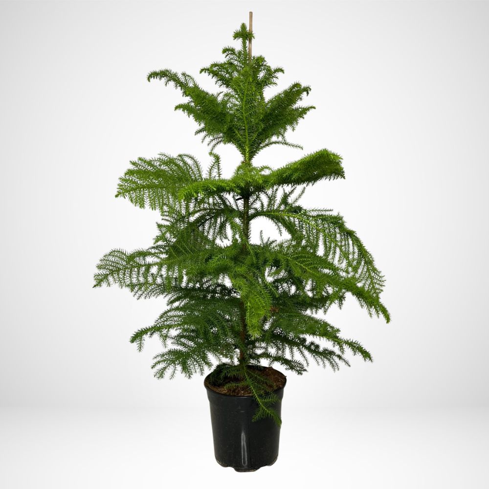 Araucaria Excelsa ø21