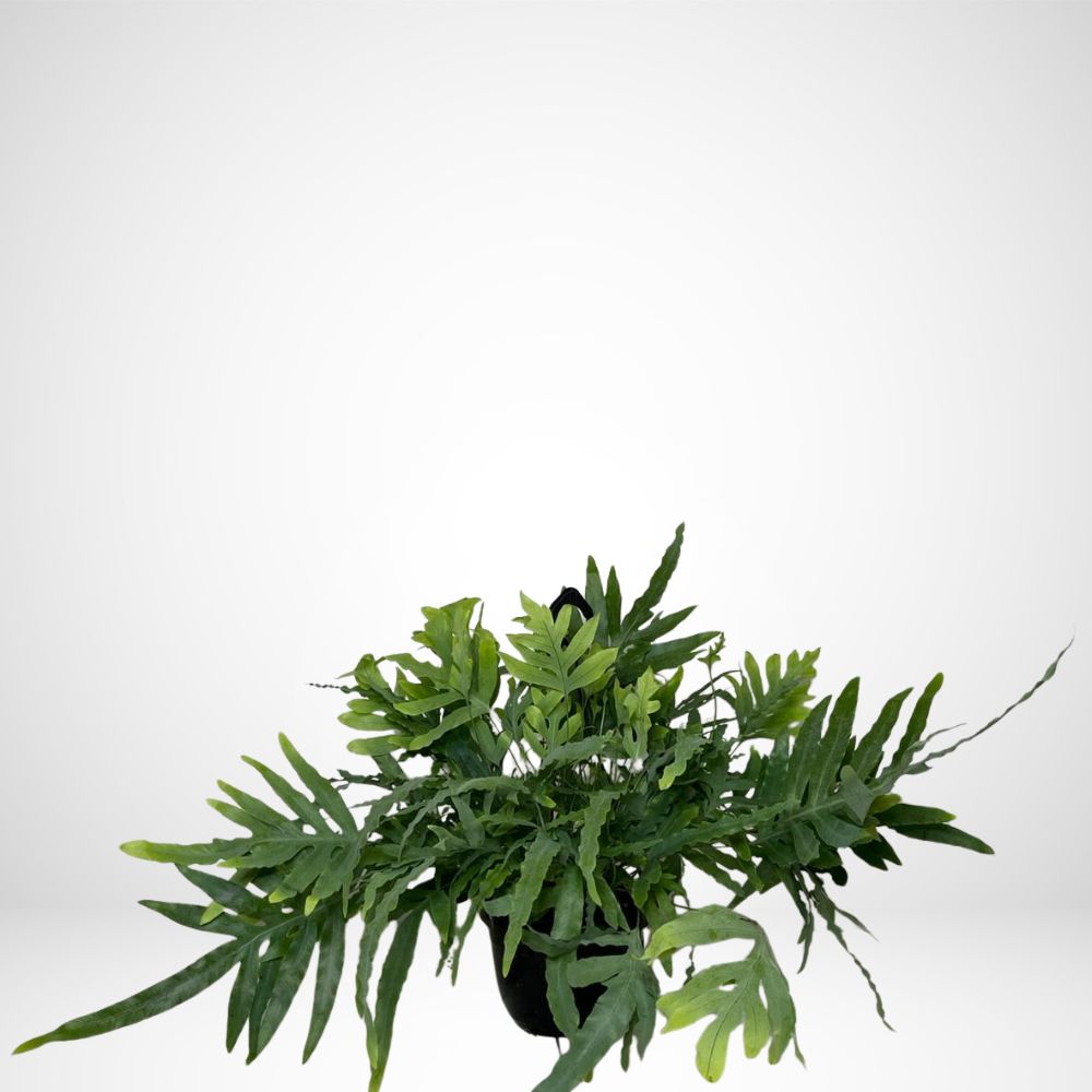 Phillebodium Aureum Blue Star (Felce) ø20