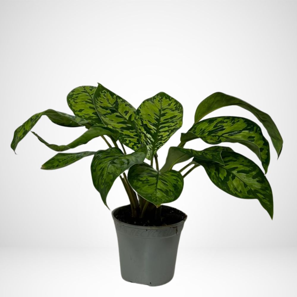 Homalomena Camouflage ø14