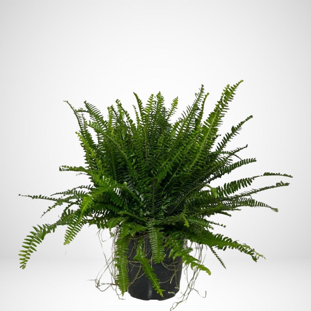 Felce Nephrolephis Eretto ø24