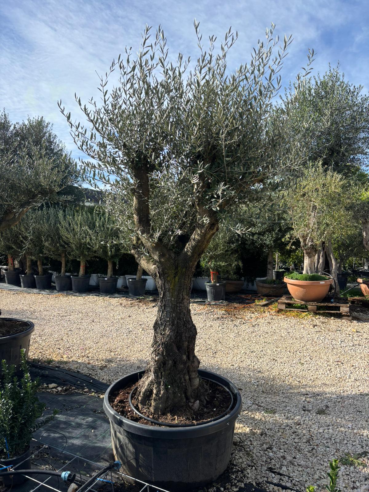 Albero di Ulivo (Olea Europaea) Ø100cm h250cm