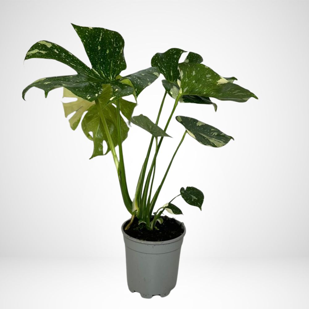 Monstera Thai Constellation ø 17cm