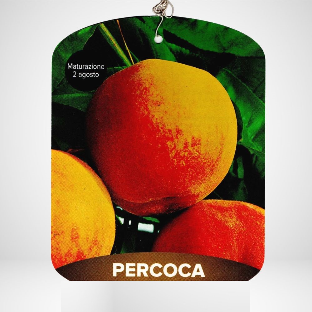 Percoca Ø21