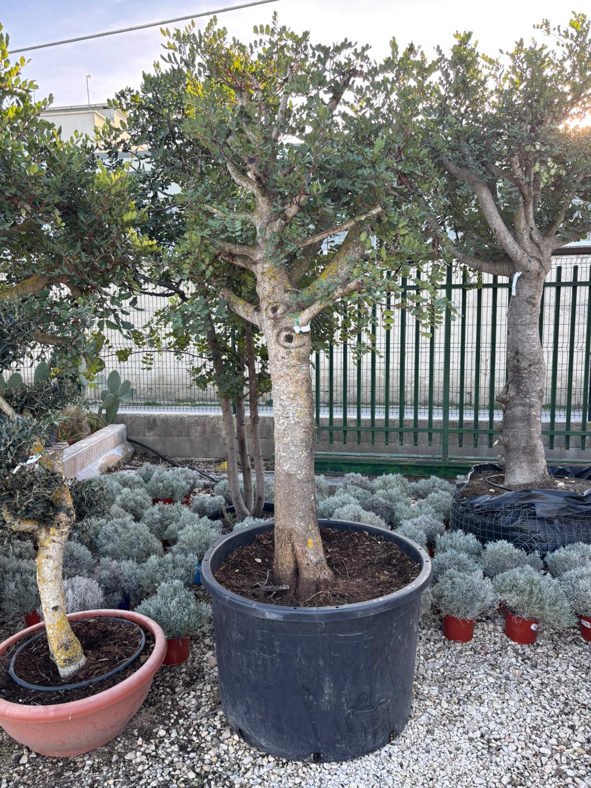 Ceratonia Siliqua (Carrubo) 