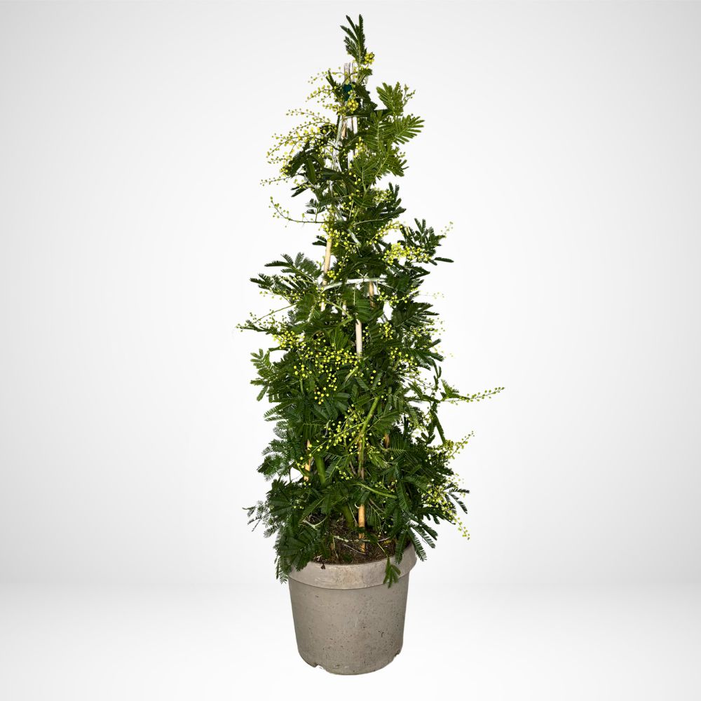 Mimosa Piramide ø24cm. (Acacia Dealbata)