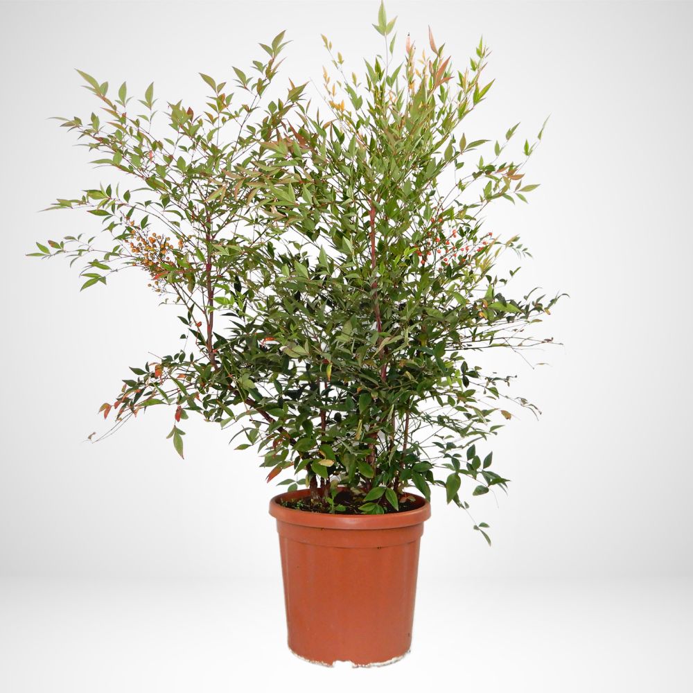 Nandina domestica Ø24