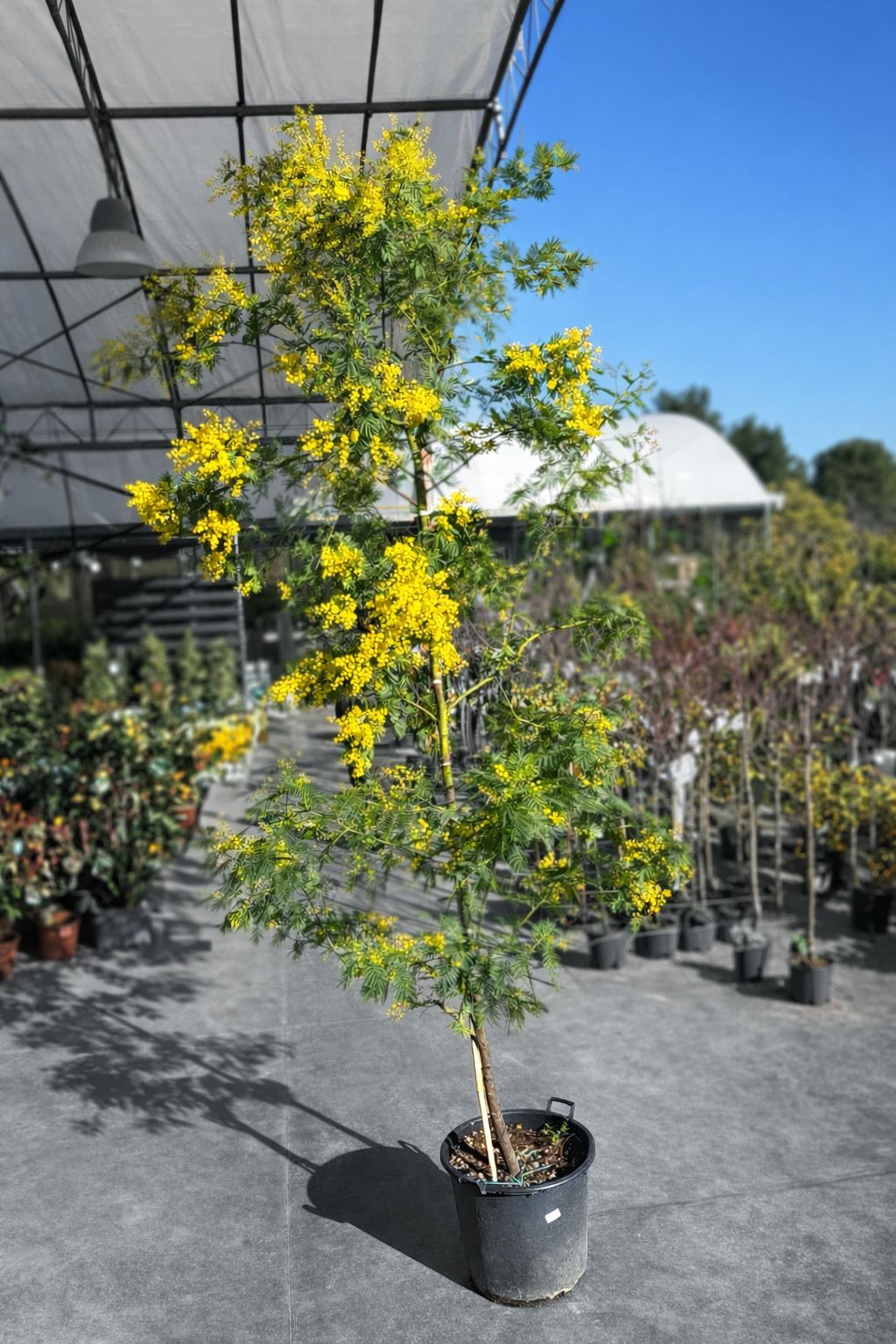 Albero di Mimosa ø50cm. (Acacia Dealbata)