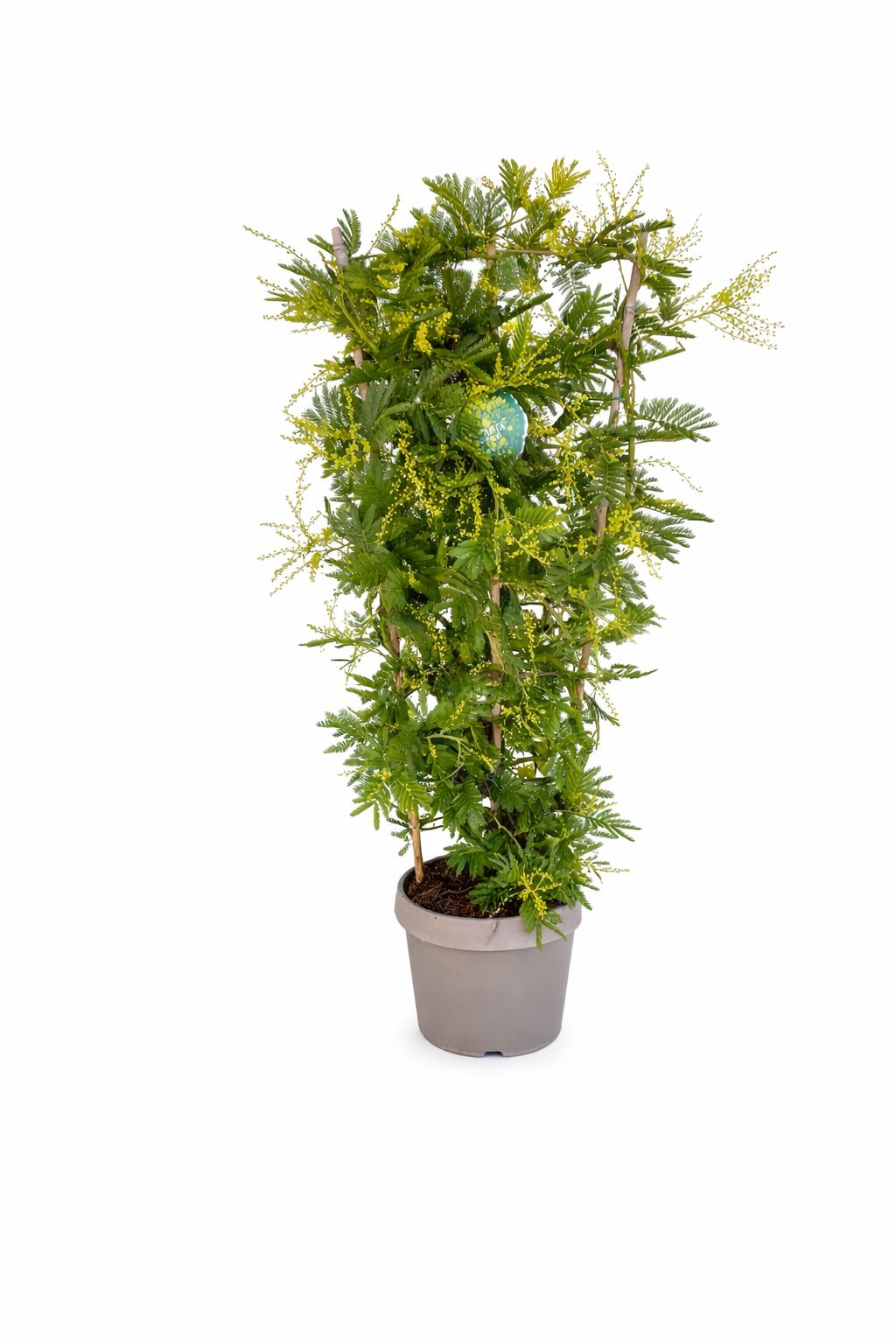 Mimosa Spalliera ø24cm. (Acacia Dealbata)