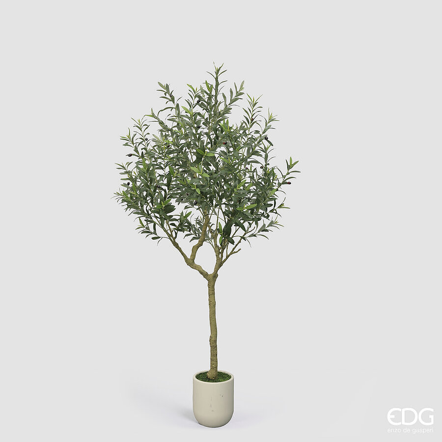 Olivo Vogue con Vaso h.210 Edg