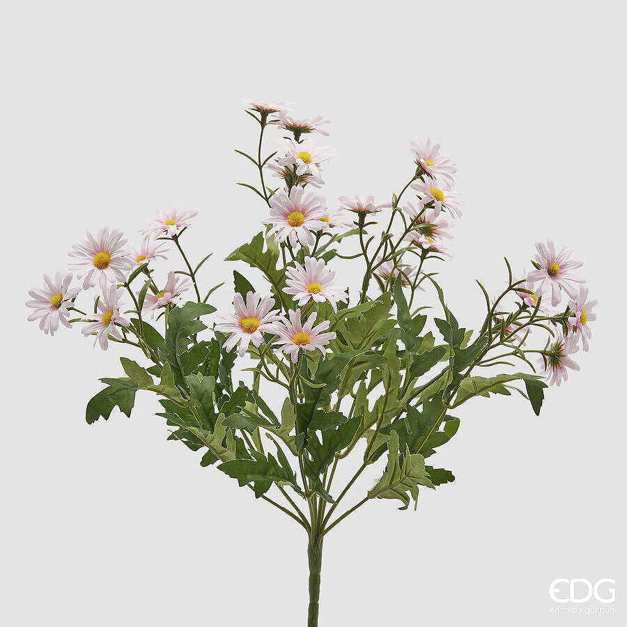 Margherita Cespuglio Rosa con Foglie h.36 Edg