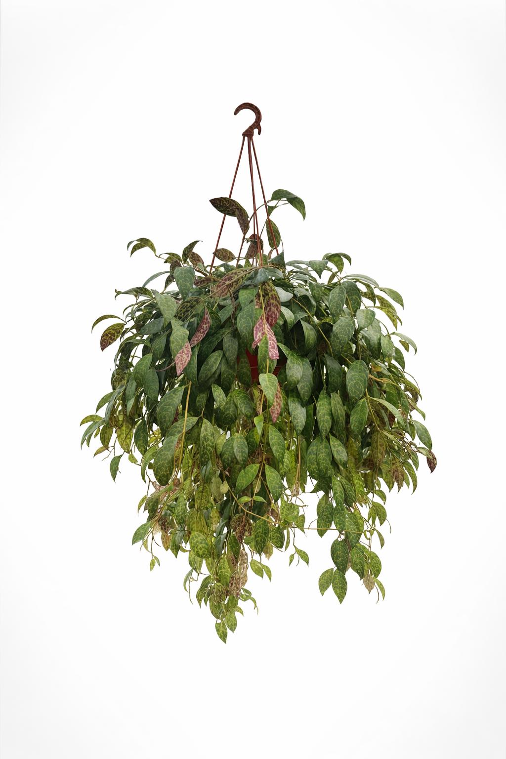 Aeschynanthus Marmoratus Ø20