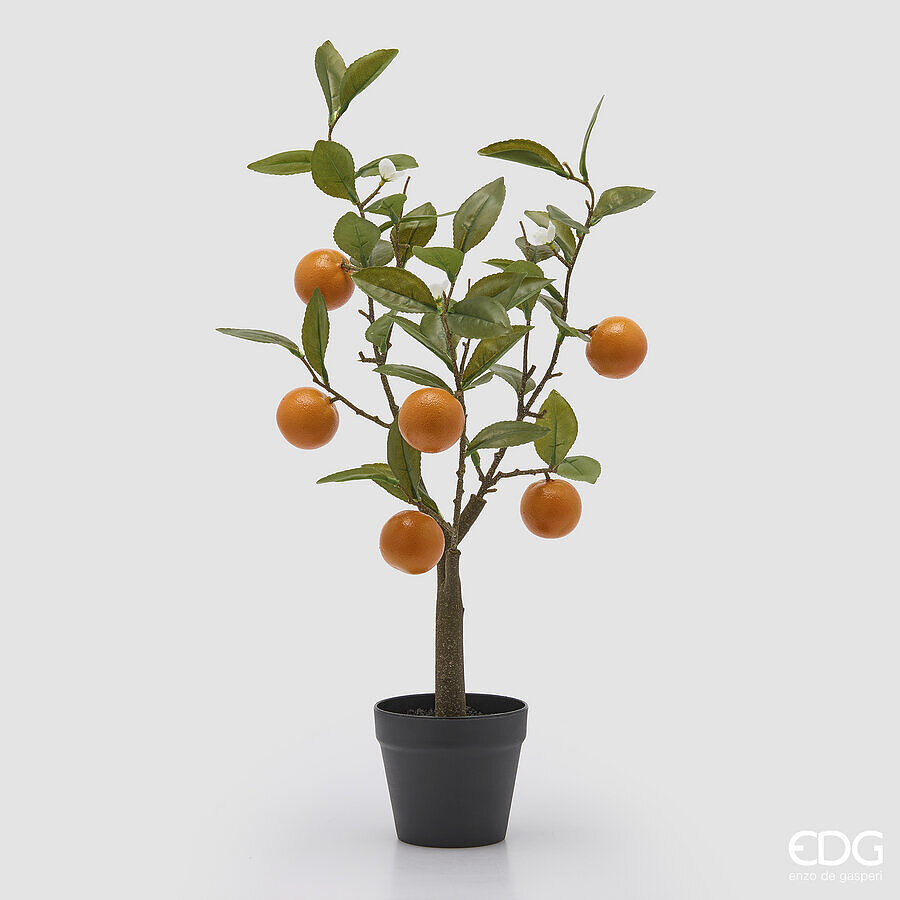 Mandarino Pianta con Vaso h.60 Edg