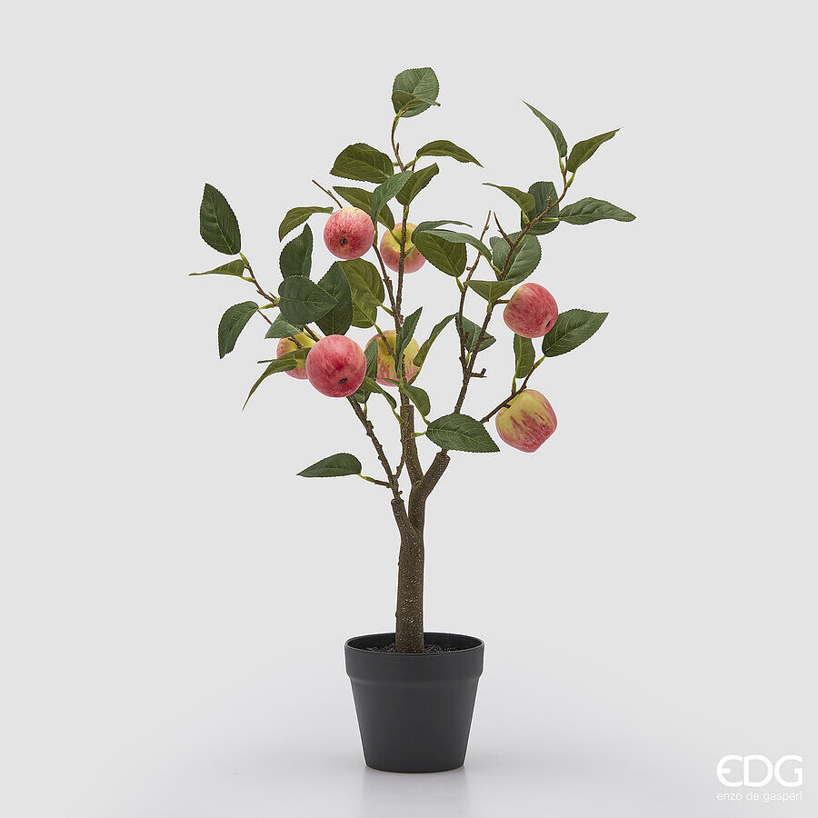 Melo Pianta con Vaso h.60 Edg