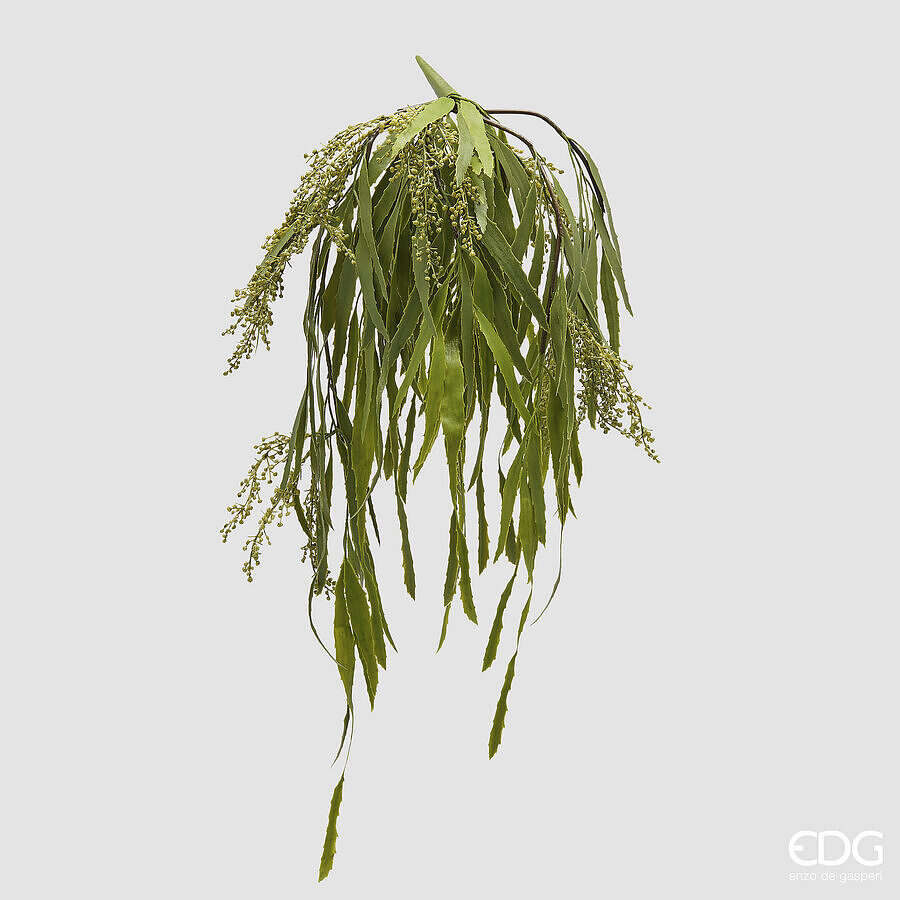 Berberis Fortunei Cadente h.81 Edg