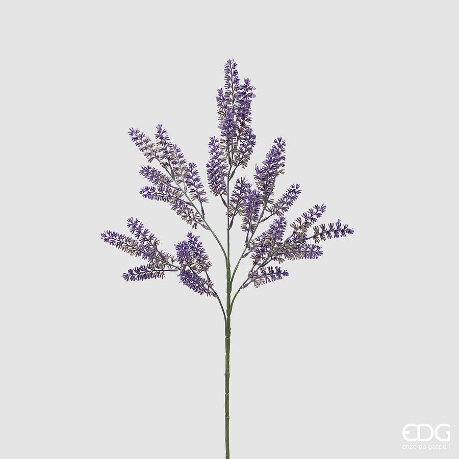 Lavanda Ramo h.76 Edg