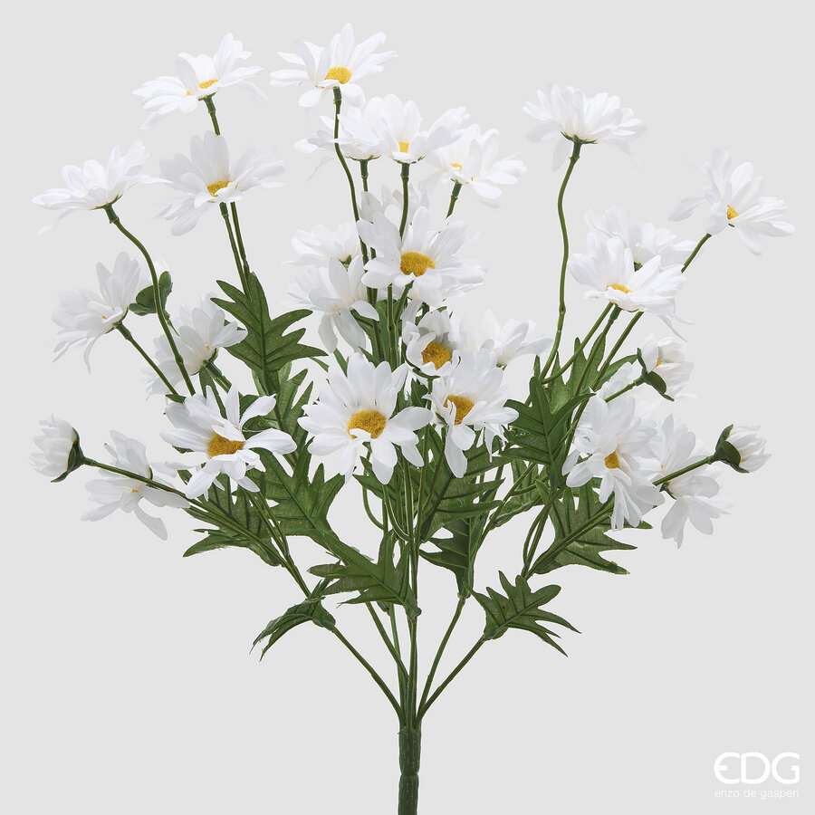 Margherita Prix Cespuglio Bianca h.50 Edg