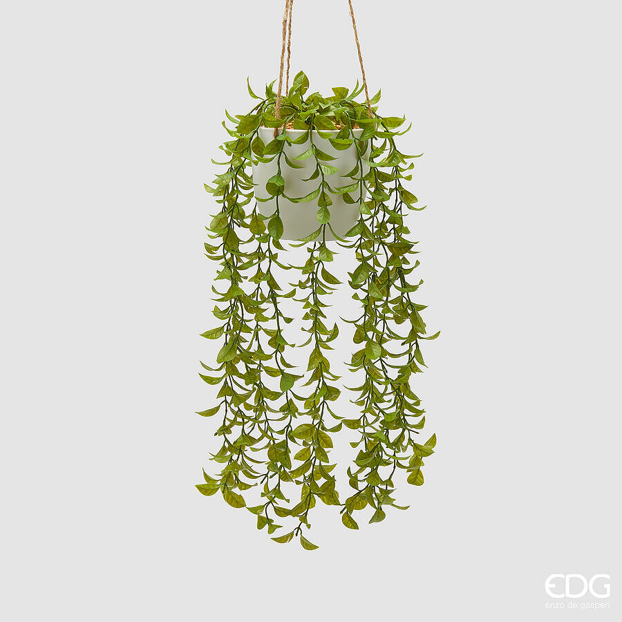 Mulenbechia Cadente con Vaso da Appendere d.13 h.40 Edg