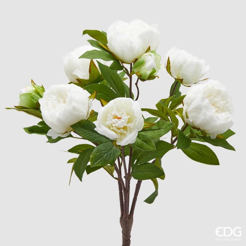 Peonia Cespuglio Bianca con Foglie h.53 Edg