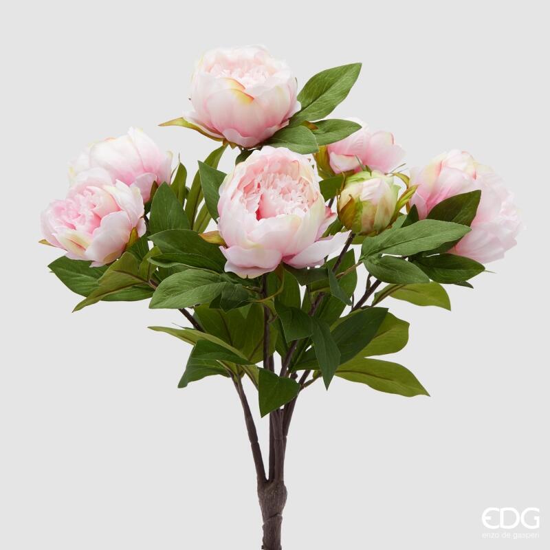 Peonia Cespuglio Rosa con Foglie h.53 Edg