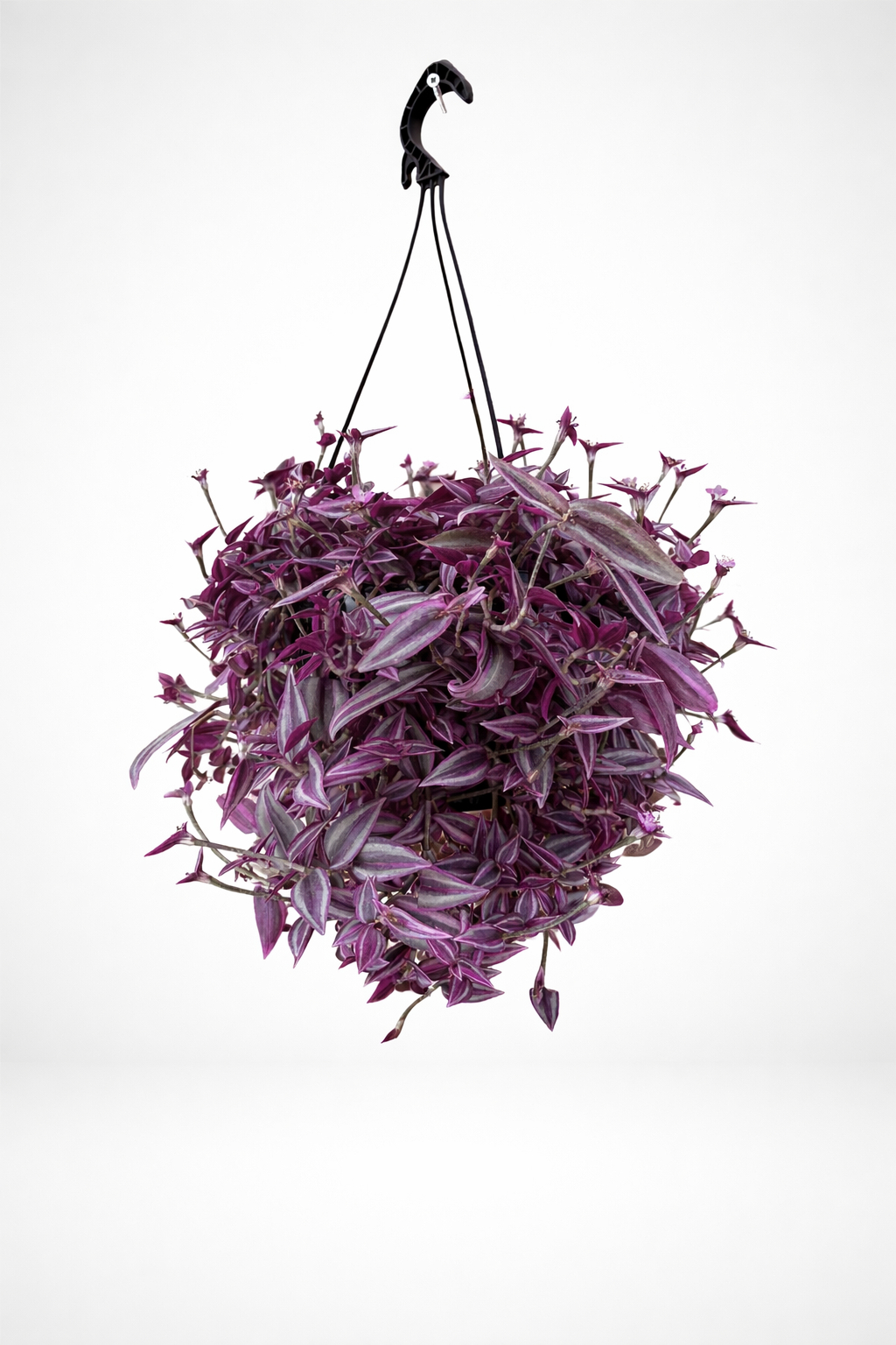 Tradescantia Pink Paradise  ø20