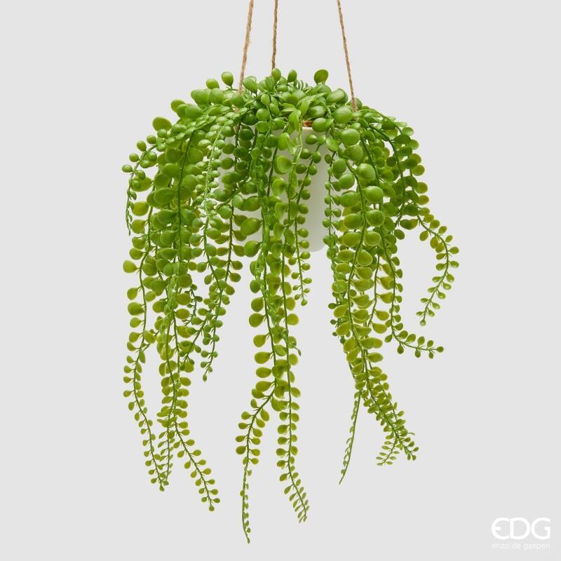 Dischidia Cadente con Vaso da Appendere d.13 h.35 Edg