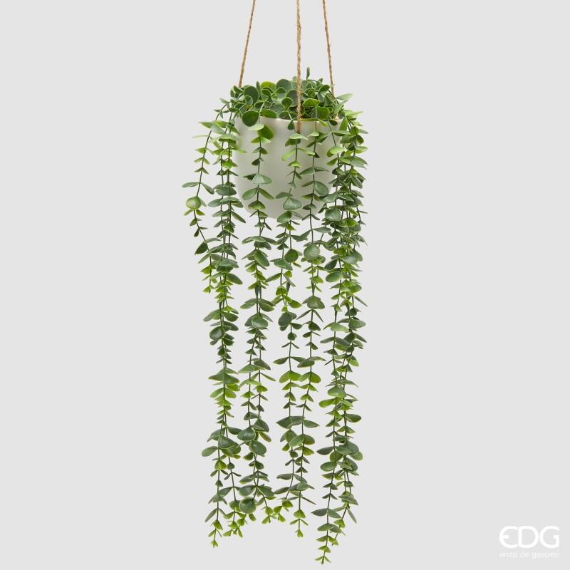 Eucalipto Cadente con Vaso da Appendere d.13 h.40 Edg