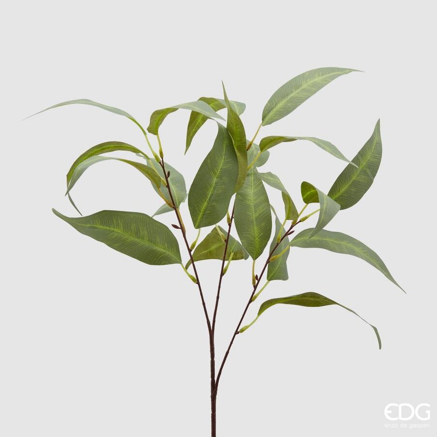 Eucalipto Olis Ramo h.55  Edg