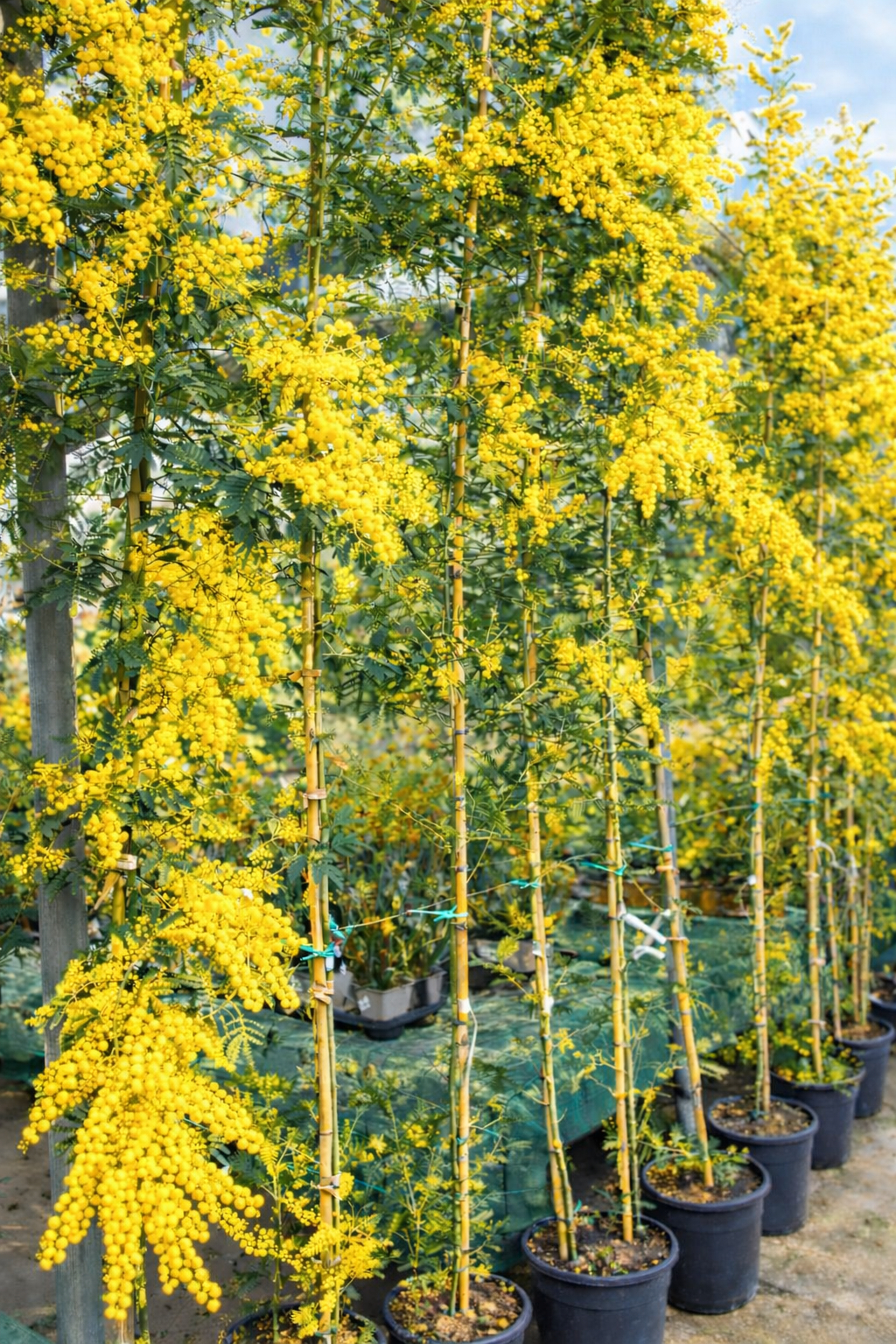 Mimosa alberello ø30cm. (Acacia Dealbata)