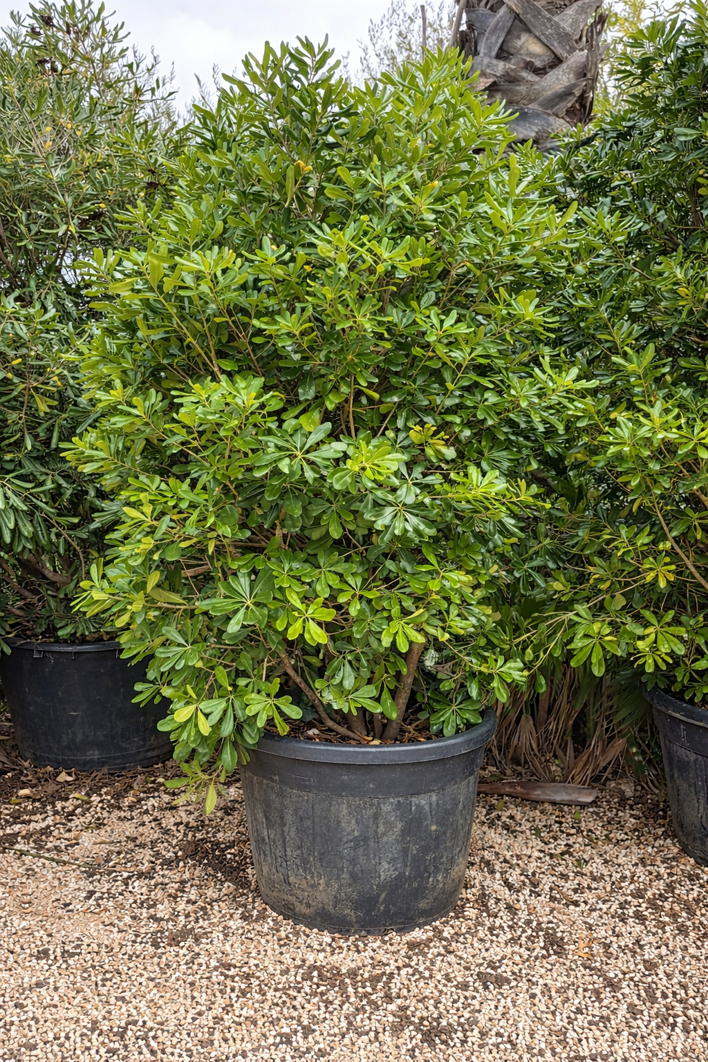 Pittosporum (Pitosforo) XL Ø70