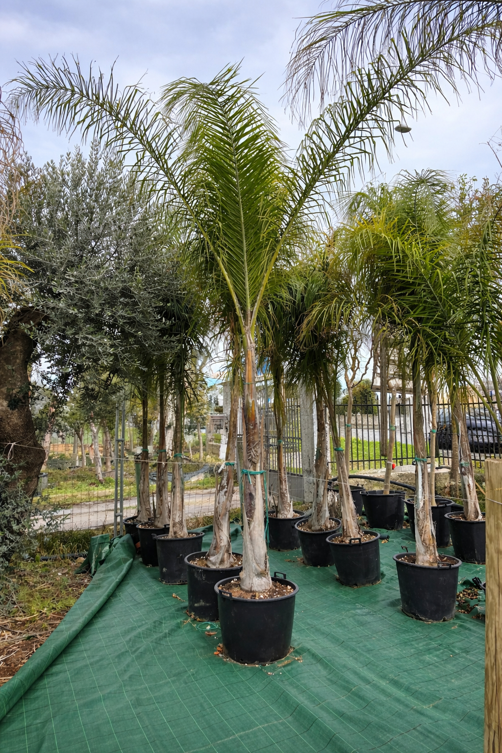 Cocos (Arecastrum Romanzoffianum) Ø55