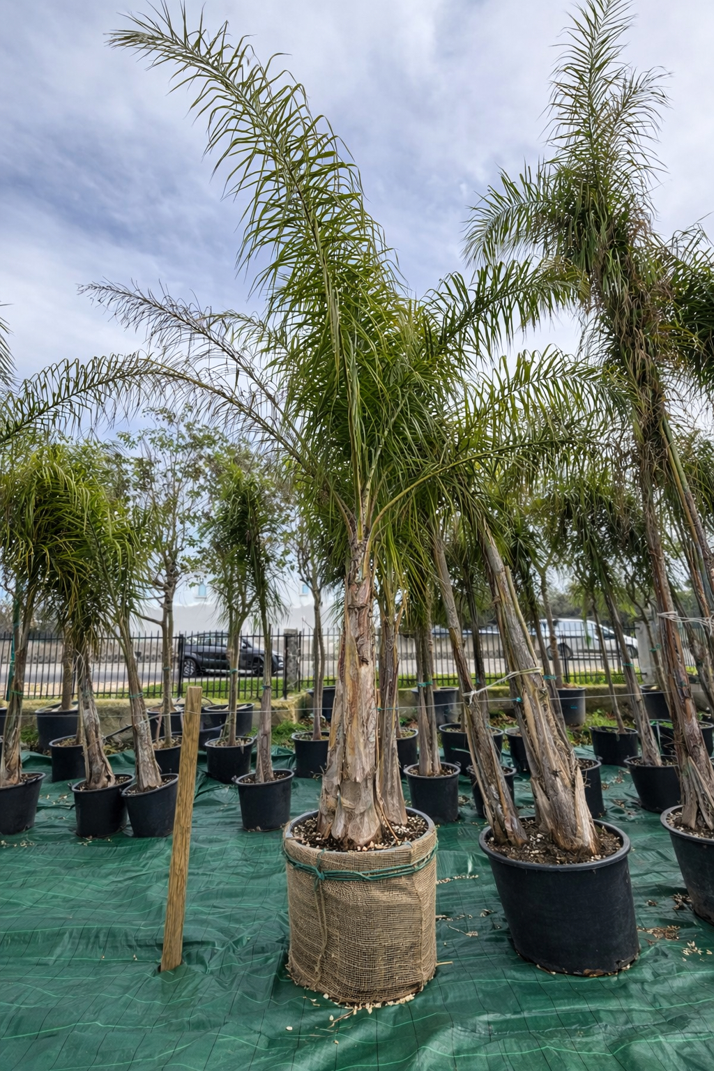 Cocos 3 tronchi (Arecastrum Romanzoffianum) Ø75