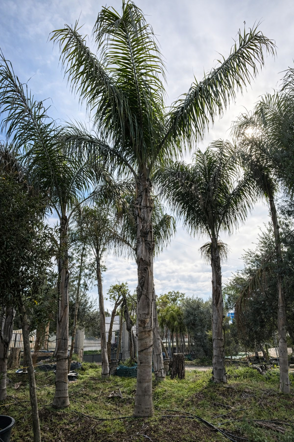 Cocos xxl (Arecastrum Romanzoffianum) Ø140