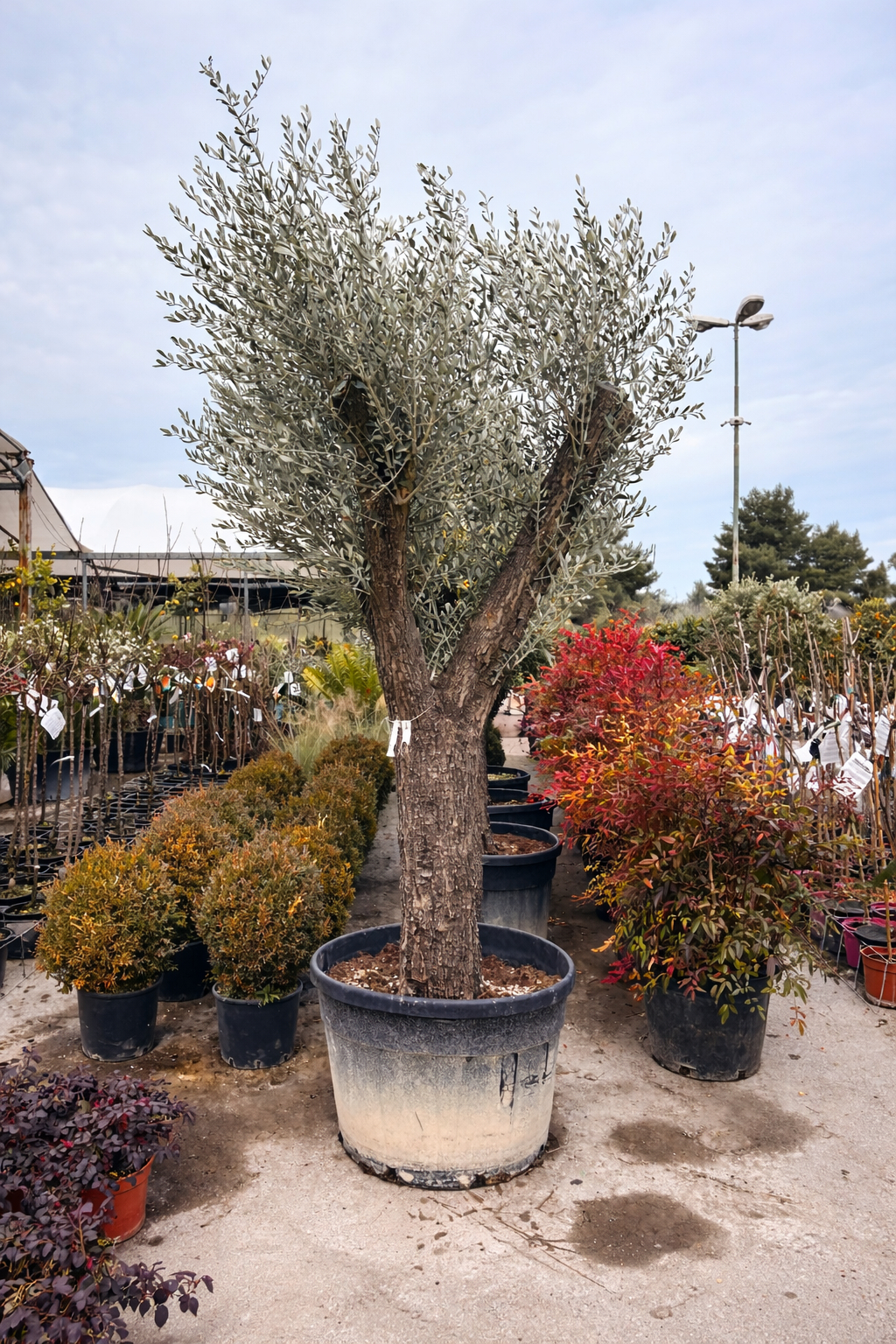 Ulivo Leccino (Olea Europaea) Ø90cm h200 c.t.70/80cm