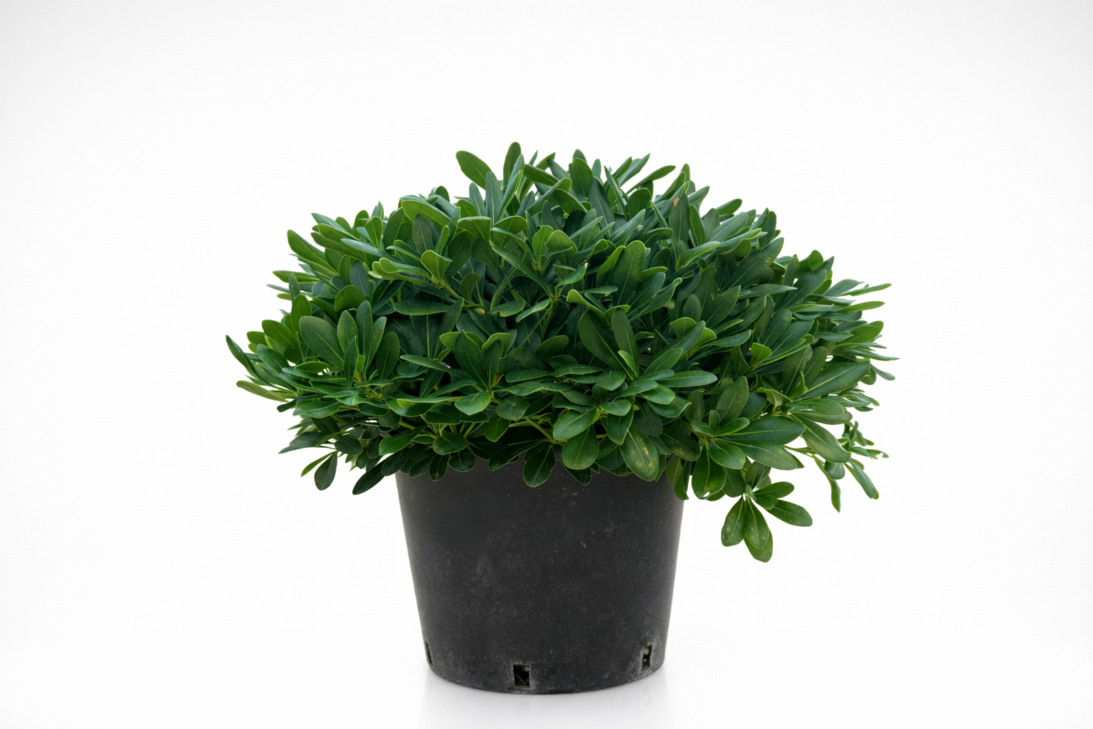 Pittosporum tobira Nanum (Pitosforo nano) Ø 24cm